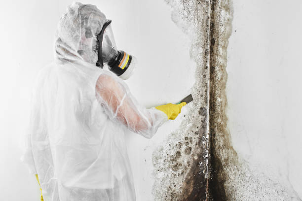 Best Bathroom Mold Remediation in Cabin John, MD