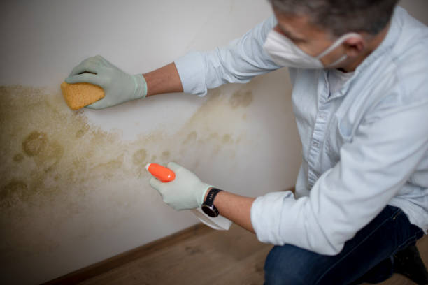 Best Crawl Space Mold Remediation in Cabin John, MD