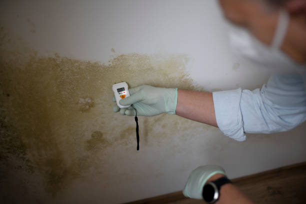 Professional Mold Remediation in Cabin John, MD