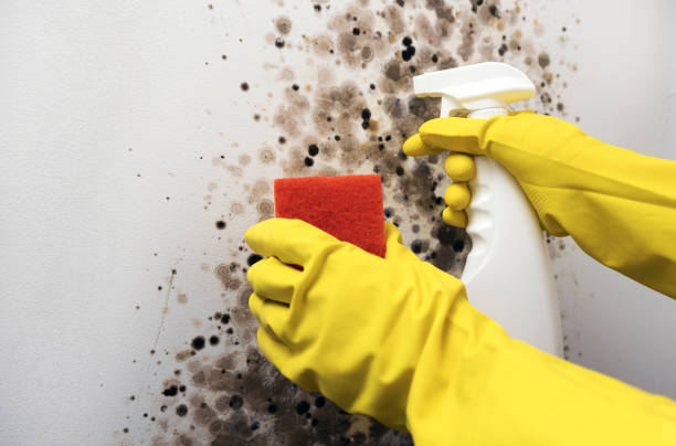 Best White Mold Remediation in Cabin John, MD