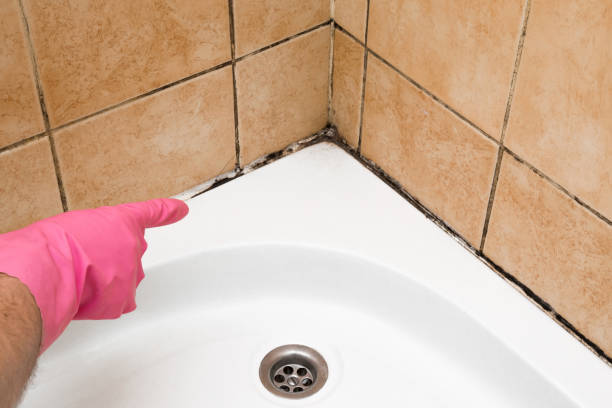 Best DIY Mold Remediation Support Services in Cabin John, MD